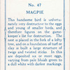Magpie.