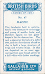 Magpie.