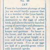 Jay.