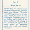 Blackcap.