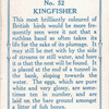 Kingfisher.