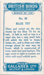 Blue tit.
