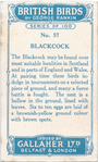 Blackcock.