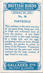 Partridge.