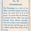 Ptarmigan.