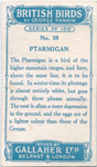 Ptarmigan.
