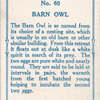 Barn owl.