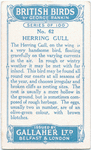 Herring gull.