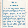 Curlew.