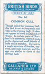 Common gull.