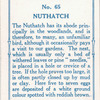 Nuthatch.