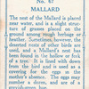 Mallard.