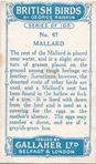 Mallard.