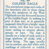 Golden eagle.