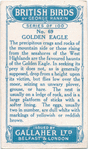 Golden eagle.