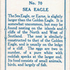 Sea eagle.