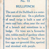 Bullfinch.