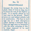 Nightingale.