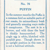 Puffin.