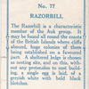 Razorbill.