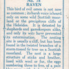 Raven.