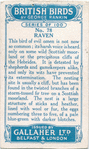 Raven.