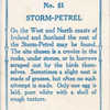 Storm-petrel.