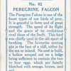 Peregrine falcon.