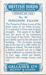 Peregrine falcon.
