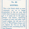 Kestrel.