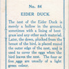 Eider duck.