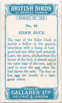 Eider duck.