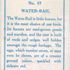 Water-rail.