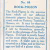 Rock pigeon.