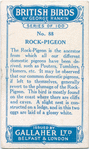Rock pigeon.