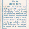 Stock dove.