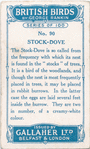 Stock dove.