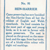 Hen-harrier.