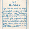Blackbird.