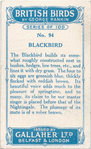 Blackbird.