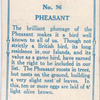 Pheasant.