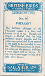 Pheasant.