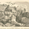Animaux de basse-cour : coq et poule de Cochinechine, poules de Padoue huppées, poules de Balham, pigeons, dindons noirs et blancs.