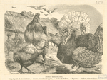 Animaux de basse-cour : coq et poule de Cochinechine, poules de Padoue huppées, poules de Balham, pigeons, dindons noirs et blancs.