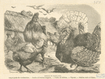 Animaux de basse-cour : coq et poule de Cochinechine, poules de Padoue huppées, poules de Balham, pigeons, dindons noirs et blancs.