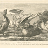 Animaux de basse-cour : métis de faisan et de poule, pintades noir et blanche, oies, canarde de Barbarie, normand, barboteur blanc, grosse espèce, lapins, bélier et angora.
