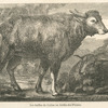 Les buffles de Ceylan au Jardin-des-Plantes.