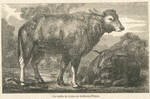 Les buffles de Ceylan au Jardin-des-Plantes.