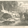Les myopotames du Jardin-des-Plantes (nouveau genre de rongeurs).