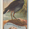 Black Moor Hen.